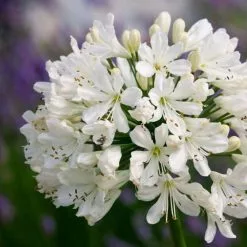 Agapanthus Snow Crystal | 2L Pot