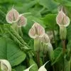 Arisaema Candidissimum | 2 Litre Pot -Perennial Plants Sales Store PL30005482 b2d9