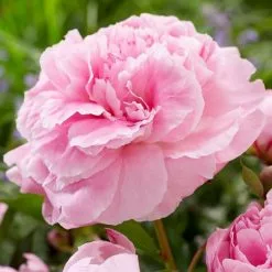 Paeonia Lactiflora Doctor Alexander Fleming | 4L Pot