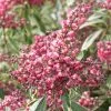Pieris Japonica Polar Passion ('PPOBAS') (PBR) | 2L Pot -Perennial Plants Sales Store PL30005512 39ae