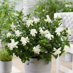 Gardenia Jasminoides Double Diamonds ('Leefour') ( PBR) | 1.5 Litre Pot