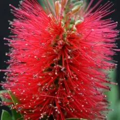 Callistemon Viminalis Inferno ('Yanferno') (PBR) | 2L Pot