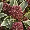 Skimmia Japonica Magic Marlot (PBR) | 1L Pot -Perennial Plants Sales Store PL30005554 8f65