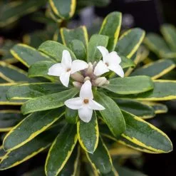 Daphne X Transatlantica Summer Ice | 1.5 Litre Pot