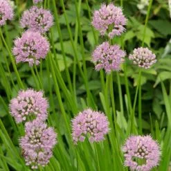 Allium Angulosum Summer Beauty | 2 Litre Pot