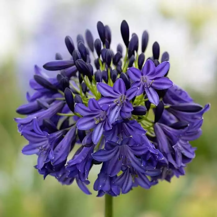 Agapanthus Dark Silk | 2 Litre Pot 3 Agapanthus Dark Silk | 2 Litre Pot