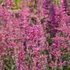 Agastache Morello | 2 Litre Pot 1 Agastache Morello | 2 Litre Pot -Perennial Plants Sales Store PL30005607 86b5