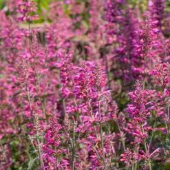 Agastache Morello | 2 Litre Pot