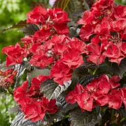 Hydrangea Macrophylla After Midnight (’Jong 02’) (PBR) | 2 Litre Pot