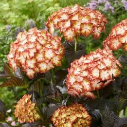 Hydrangea Macrophylla Light My Fire (Black Diamonds Series) | 2L Pot