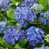 Hydrangea Macrophylla Blue | 2L Pot