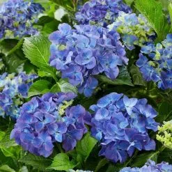 Hydrangea Macrophylla Blue | 2L Pot