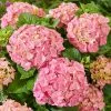 Hydrangea Macrophylla Pink | 2L Pot