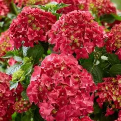 Hydrangea Macrophylla Red | 2L Pot