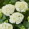 Hydrangea Macrophylla White | 2L Pot -Perennial Plants Sales Store PL30005666 05e3
