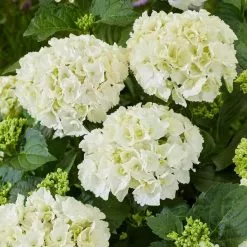 Hydrangea Macrophylla White | 2L Pot