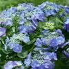 Hydrangea Macrophylla Teller Blue | 2 Litre Pot