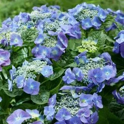 Hydrangea Macrophylla Teller Blue | 2 Litre Pot