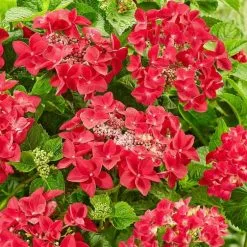 Hydrangea Macrophylla Teller Red | 2L Pot