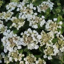 Hydrangea Macrophylla Teller White | 2L Pot