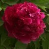 Paeonia × Suffruticosa Bai Yuan Hong Xia | 6L Potted Paeonia -Perennial Plants Sales Store PL30005680 34cb