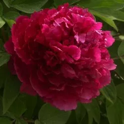 Paeonia × Suffruticosa Bai Yuan Hong Xia | 6L Potted Paeonia