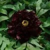 Paeonia × Suffruticosa Chu Wu | 6L Potted Paeonia 2 Paeonia × Suffruticosa Chu Wu | 6L Potted Paeonia -Perennial Plants Sales Store PL30005683 8fe3