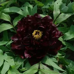 Paeonia × Suffruticosa Chu Wu | 6L Potted Paeonia