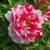 Paeonia × Suffruticosa Dao Jin | 6L Potted Paeonia -Perennial Plants Sales Store PL30005684 7133
