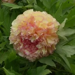 Paeonia × Suffruticosa Jing Ge | 6L Potted Paeonia
