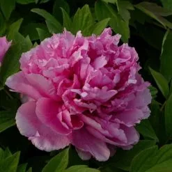 Paeonia X Suffruticosa Lu He Hong | 6lt Potted Paeonia