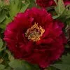 Paeonia × Suffruticosa Mo Run Jue Lun | 6L Potted Paeonia -Perennial Plants Sales Store PL30005708 a309