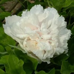 Paeonia × Suffruticosa Xue Ta | 6L Potted Paeonia