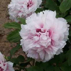 Paeonia X Suffruticosa Xue Ying Tao Hua | 6lt Potted Paeonia