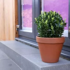 Euonymus Green Wonder | 2lt Pot