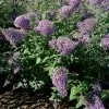 Buddleja Davidii Gulliver (PBR) | 2L Pot
