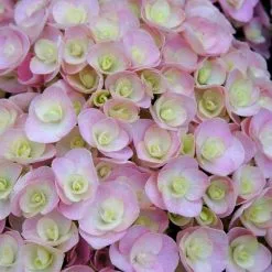 Hydrangea Macrophylla Love ('Youme H1917') (PBR) | 2L Pot