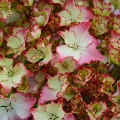 Hydrangea Macrophylla So Long Sunny ('Tk02') (PBR) | 2L Pot