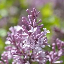 Syringa Josée ('Morjos 060f') (PBR) | 2L Pot
