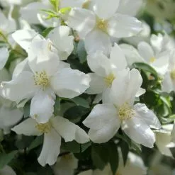 Philadelphus Dame Blanche | 2 Litre Pot