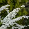 Spiraea Nipponica June Bride | 2L Pot -Perennial Plants Sales Store PL30005735 3a11