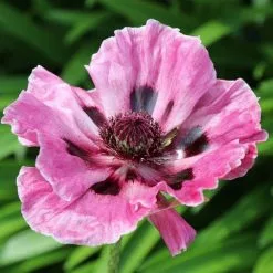 Papaver (Oriental Group) Manhattan (New York Series) | 2 Litre Pot