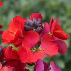 Erysimum Winter Passion | 2 Litre Pot