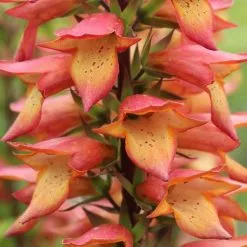 Digitalis X Valinii Firebird | 2 Litre Pot