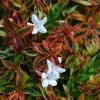 Abelia × Grandiflora Kaleidoscope (PBR) | 7.5L Pot