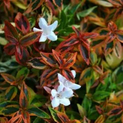 Abelia × Grandiflora Kaleidoscope (PBR) | 7.5L Pot