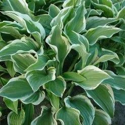 Hosta Regal Splendor | 2 Litre Pot