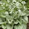 Brunnera Mr Morse (PBR) | 2L Pot -Perennial Plants Sales Store PL30005788 18a1