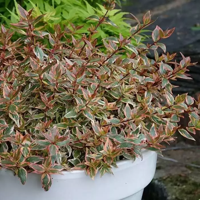 Abelia × Grandiflora Tricolor Charm ('Mincautri') (PBR) | 2L Pot 3 Abelia × Grandiflora Tricolor Charm ('Mincautri') (PBR) | 2L Pot