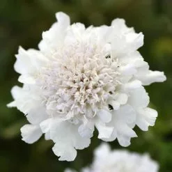 Scabiosa Flutter Pure White ('Balflutturite') (PBR) (Flutter Series) | 2 Litre Pot